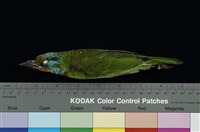 藏品(五色鳥)的圖片